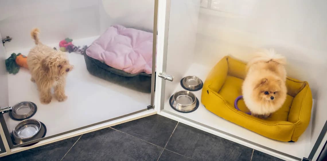 Jak wygląda hotel dla psów? Poznaj komfort i opiekę dla pupila