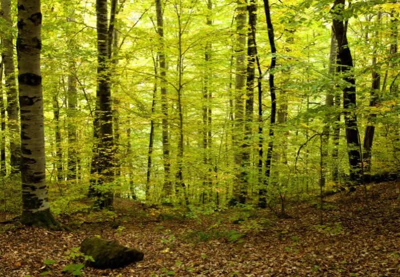 Gdzie na grzyby Szczecin - najlepsze miejsca na udane grzybobranie